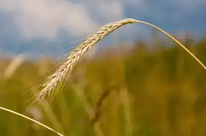 Celoodpružené Kolo